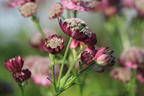 Sterndolde 'Ruby Cloud' - Astrantia major 'Ruby Cloud'