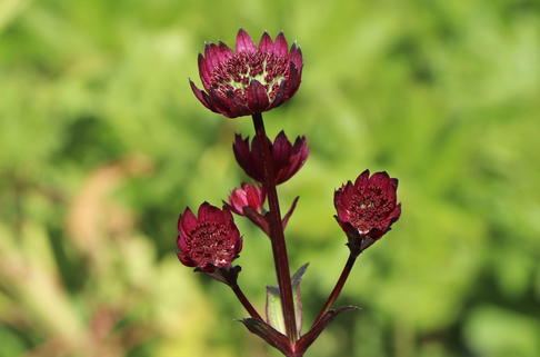 Sterndolde 'Ruby Wedding' - Astrantia major 'Ruby Wedding'