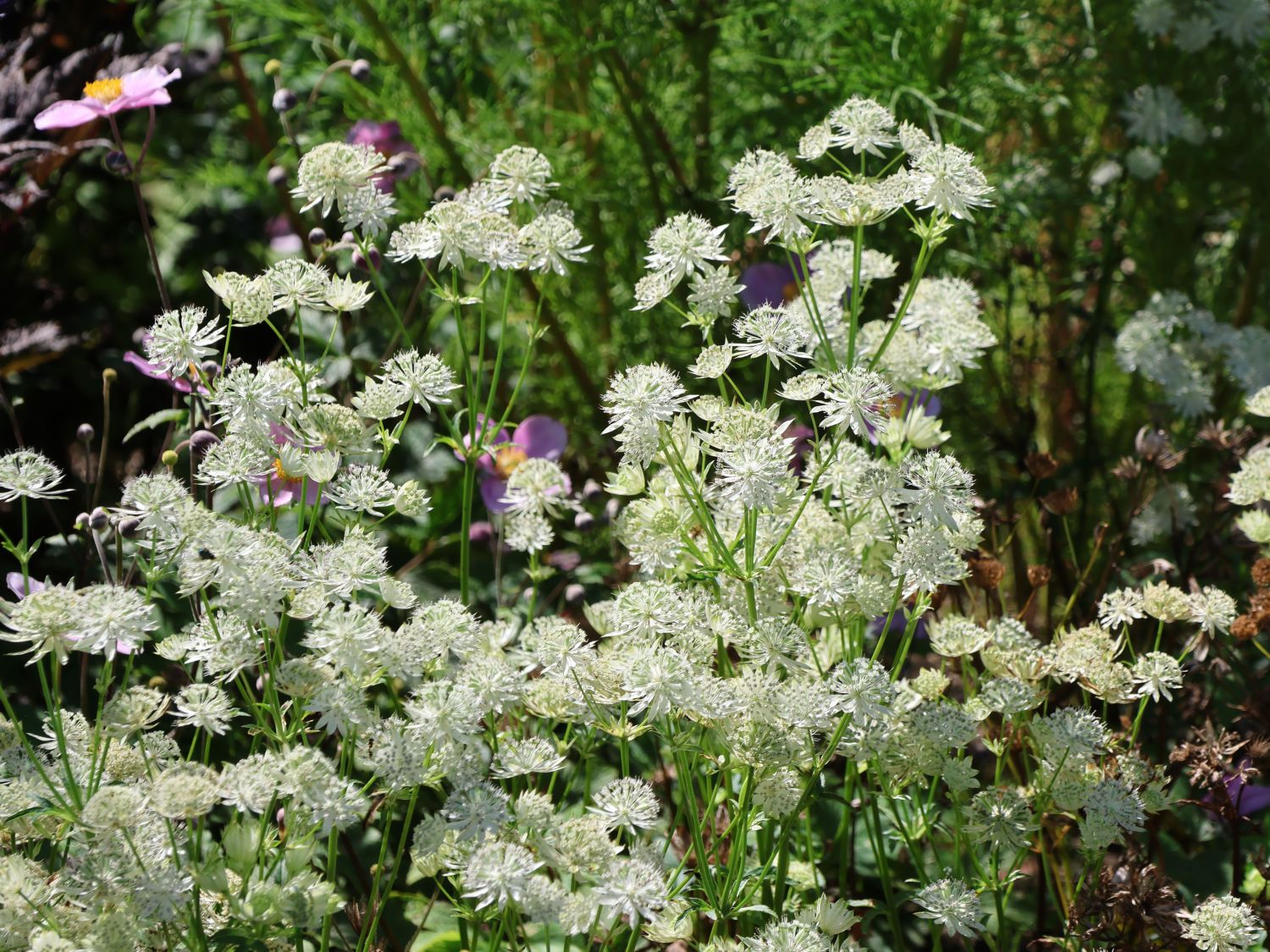 Sterndolde 'Snow Star' Finde Deine neue Staude + Online Ratgeber