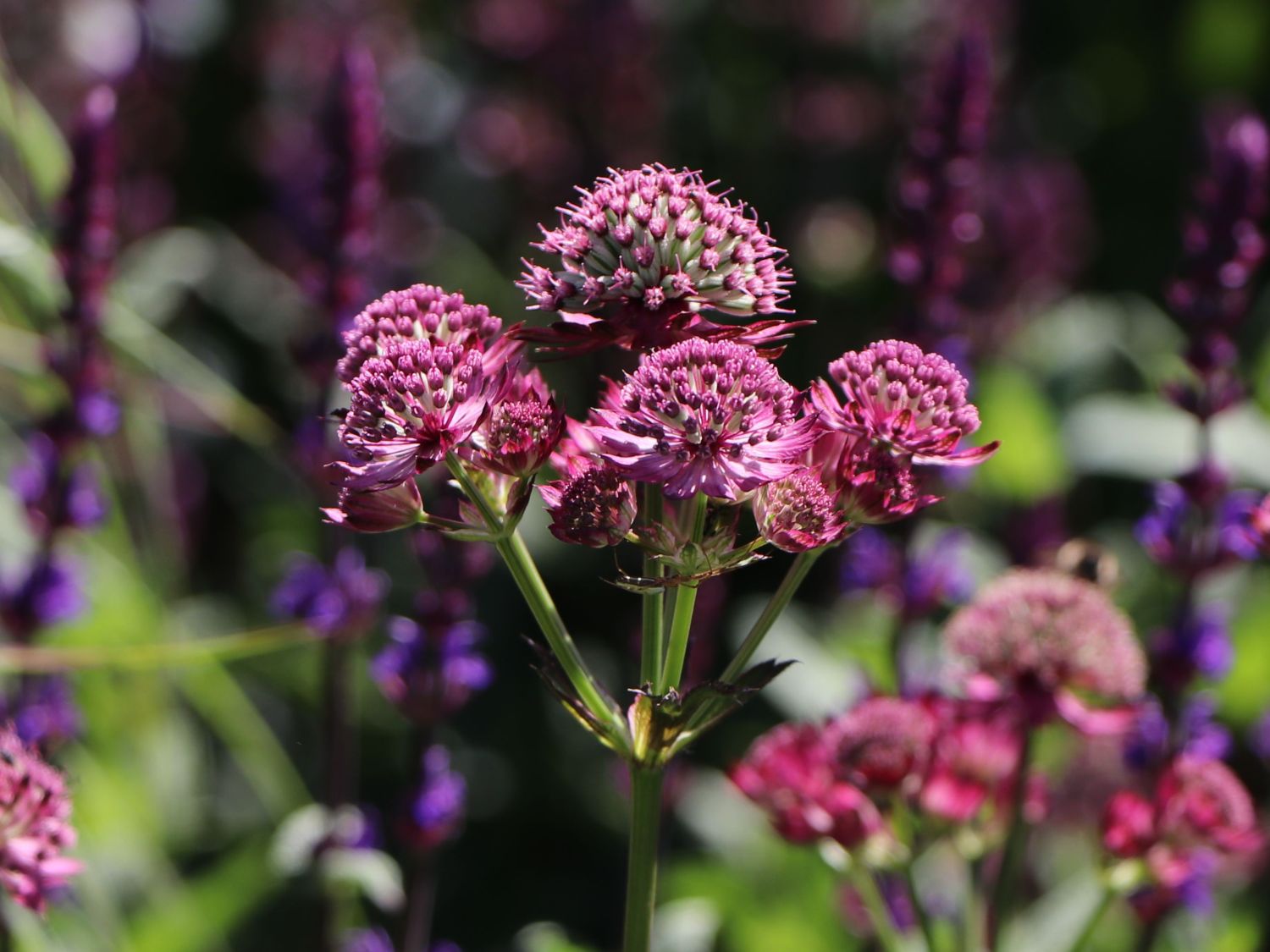 Sterndolde 'Star of Beauty' ®