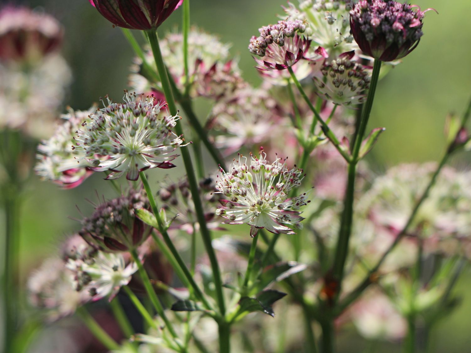 Sterndolde 'Star of Passion'