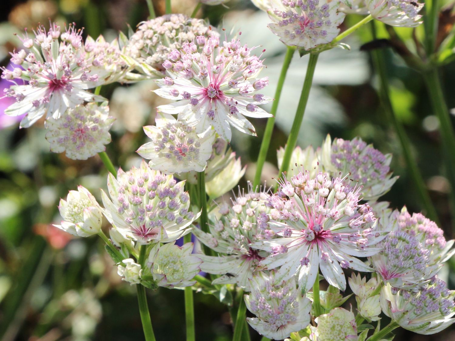 Sterndolde (Astrantia)