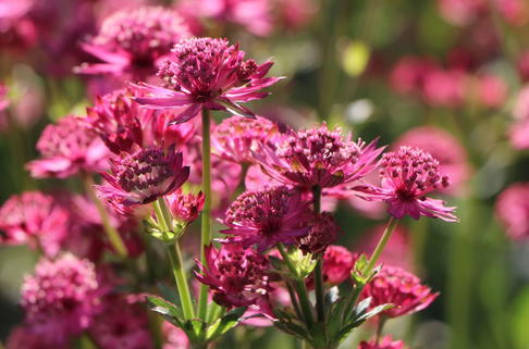 Sterndolde 'Venice' ® - Astrantia major 'Venice' ®