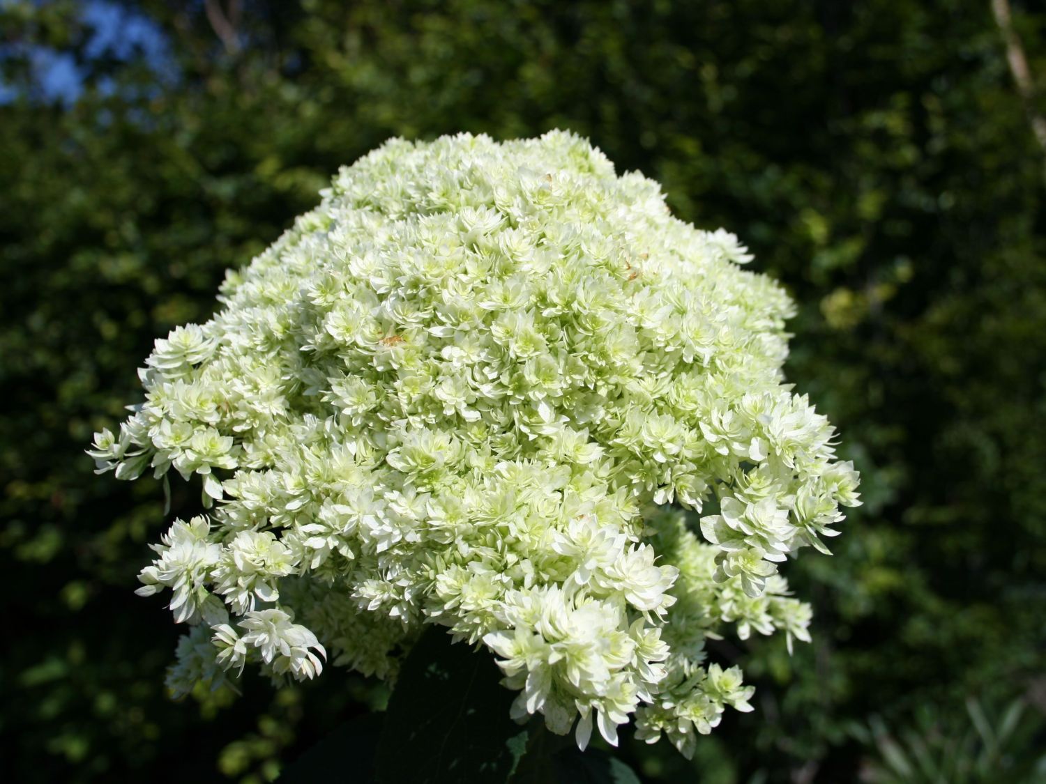 Schneeballhortensie Hovaria ® 'Hayes Starburst'