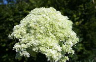 Schneeballhortensie Hovaria ® 'Hayes Starburst'