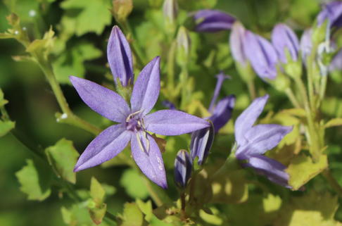 Sternförmige Glockenblume 'Filigree' - Campanula garganica 'Filigree'