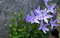 Sternförmige Glockenblumen 'Erinus Major'