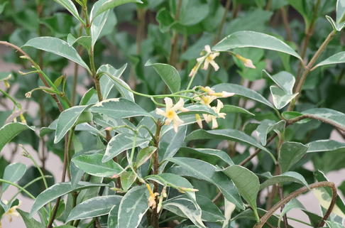 Sternjasmin 'STAR OF MILANO' ® - Trachelospermum jasminoides 'STAR OF MILANO' ®