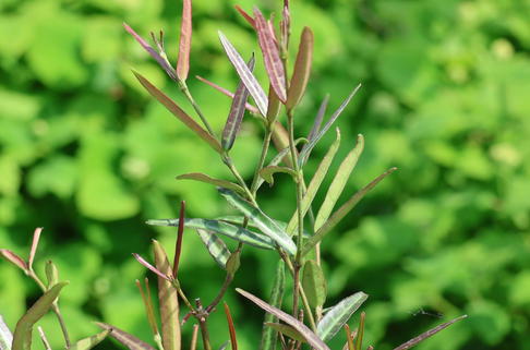 Sternjasmin 'Theta' - Trachelospermum asiaticum 'Theta'