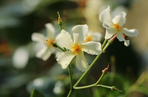 Sternjasmin / Toskanischer Jasmin 'Star of Toscane' - Trachelospermum jasminoides 'Star of Toscane'