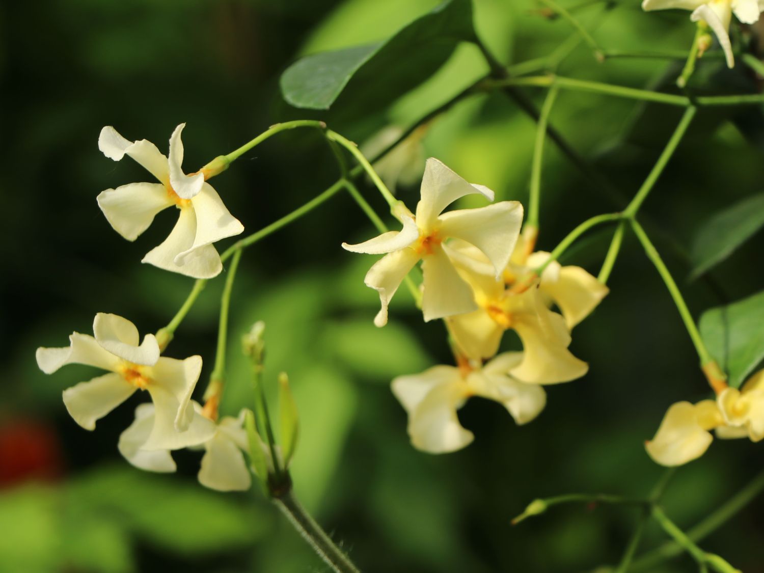 Sternjasmin / Toskanischer Jasmin 'Star of Toscane' - Trachelospermum jasminoides 'Star of Toscane'