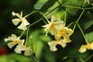 Sternjasmin / Toskanischer Jasmin 'Star of Toscane' - Trachelospermum jasminoides 'Star of Toscane'