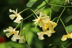 Sternjasmin / Toskanischer Jasmin 'Star of Toscane' - Trachelospermum jasminoides 'Star of Toscane'