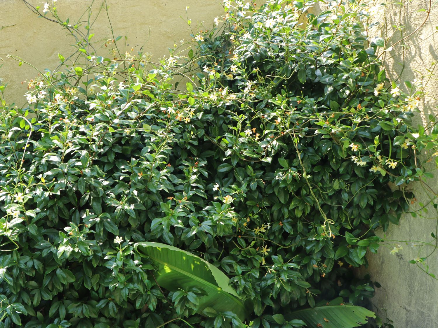 Sternjasmin / Toskanischer Jasmin 'Star of Toscane' - Trachelospermum jasminoides 'Star of Toscane'