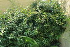 Sternjasmin / Toskanischer Jasmin 'Star of Toscane' - Trachelospermum jasminoides 'Star of Toscane'