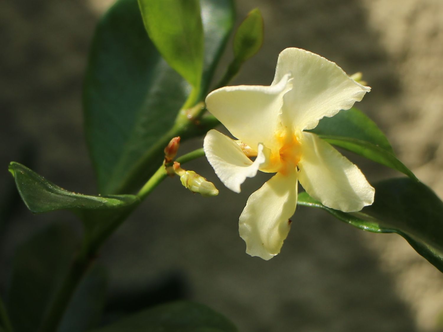 Sternjasmin / Toskanischer Jasmin 'Star of Toscane' - Trachelospermum jasminoides 'Star of Toscane'