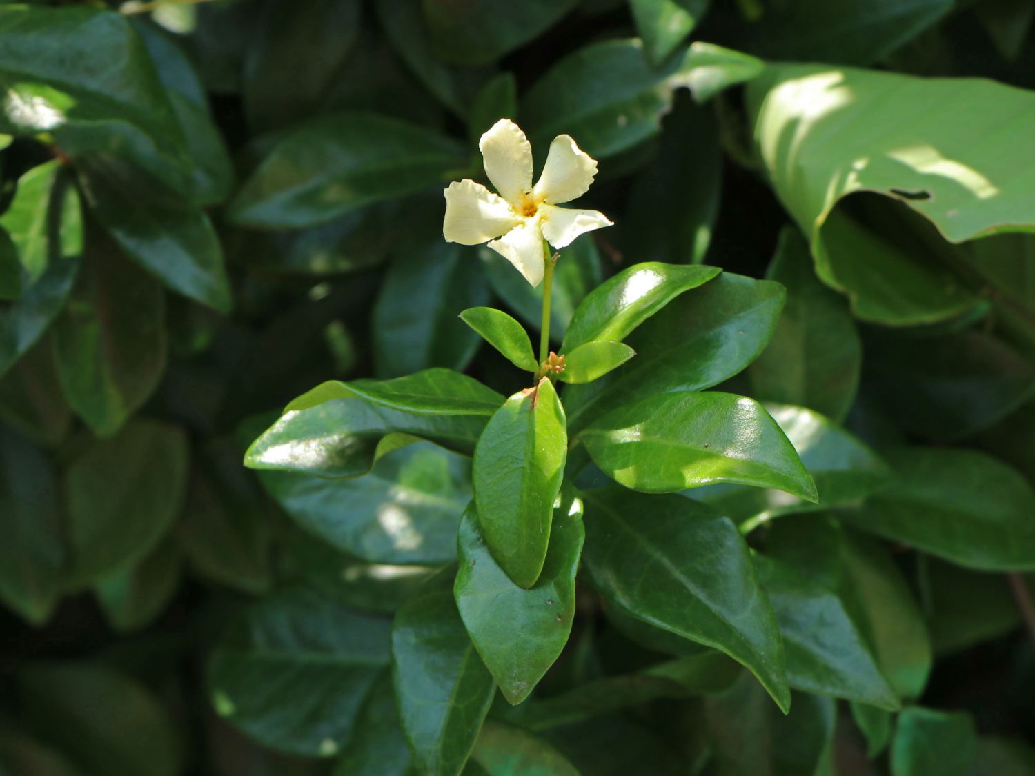 Sternjasmin / Toskanischer Jasmin 'Star of Toscane' - Trachelospermum jasminoides 'Star of Toscane'