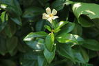 Sternjasmin / Toskanischer Jasmin 'Star of Toscane' - Trachelospermum jasminoides 'Star of Toscane'