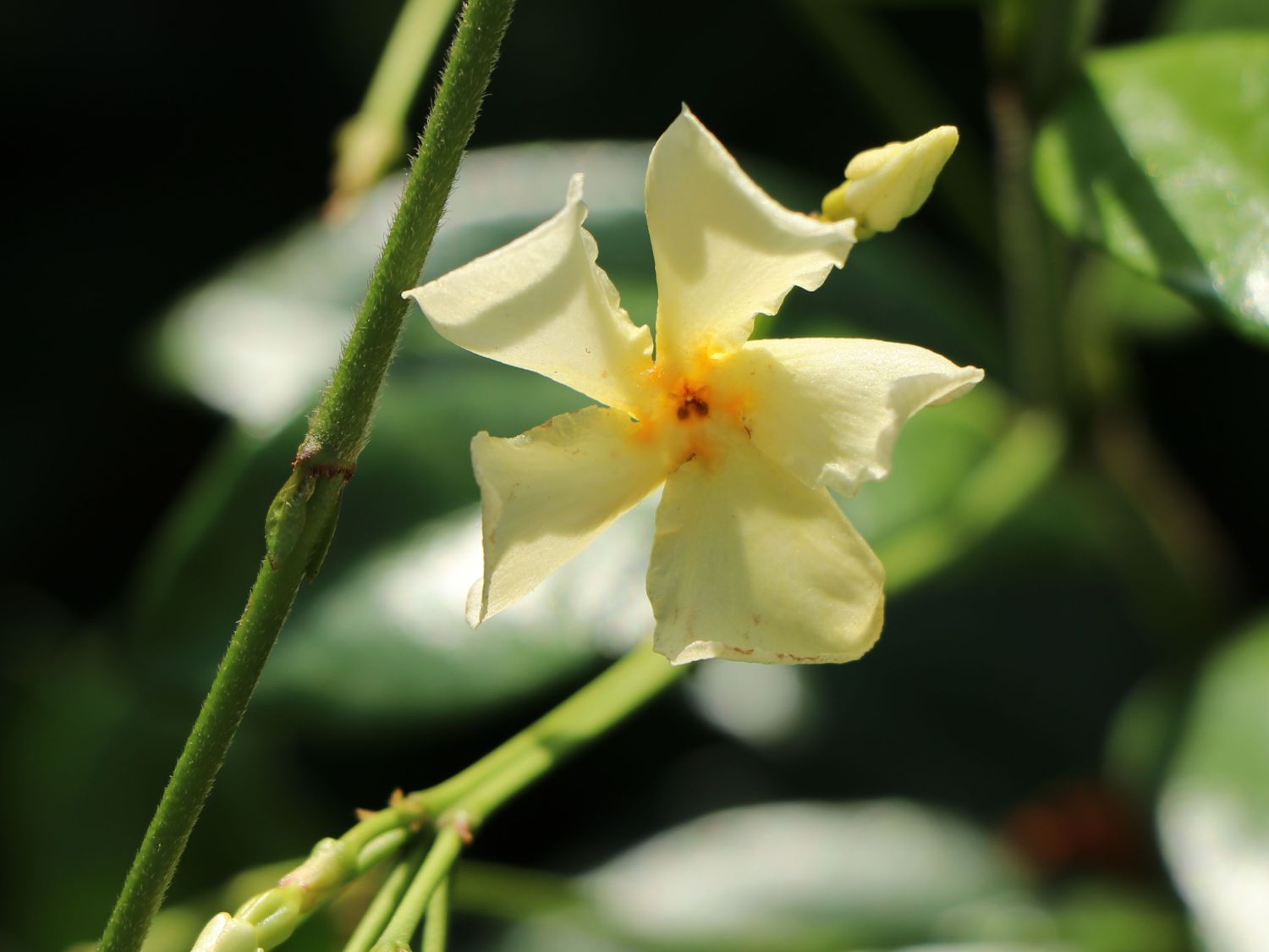 Sternjasmin / Toskanischer Jasmin 'Star of Toscane' - Trachelospermum jasminoides 'Star of Toscane'