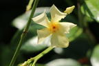 Sternjasmin / Toskanischer Jasmin 'Star of Toscane' - Trachelospermum jasminoides 'Star of Toscane'