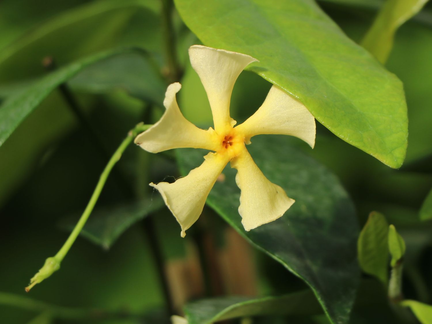 Sternjasmin / Toskanischer Jasmin 'Star of Toscane' - Trachelospermum jasminoides 'Star of Toscane'