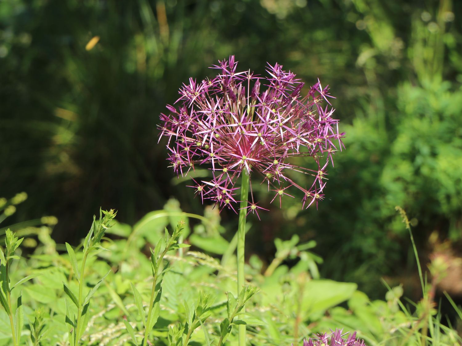Sternkugel Lauch - Allium christophii