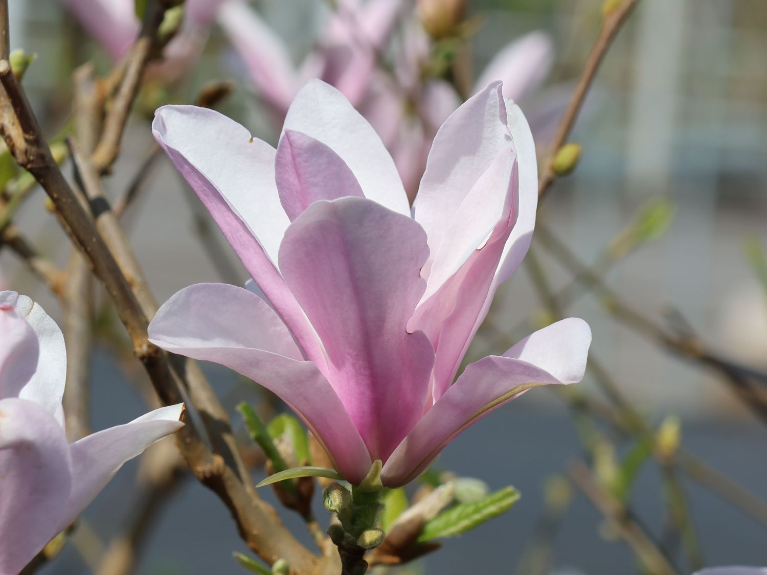 Sternmagnolie 'George Henry Kern' - Magnolia stellata 'George Henry Kern'