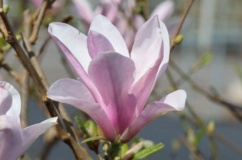 Sternmagnolie 'George Henry Kern' - Magnolia stellata 'George Henry Kern'