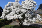 Sternmagnolie - Magnolia stellata