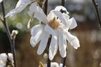 Sternmagnolie - Magnolia stellata