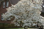 Sternmagnolie - Magnolia stellata