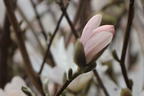 Sternmagnolie - Magnolia stellata