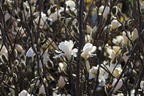 Sternmagnolie - Magnolia stellata