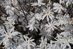 Sternmagnolie - Magnolia stellata