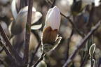 Sternmagnolie - Magnolia stellata