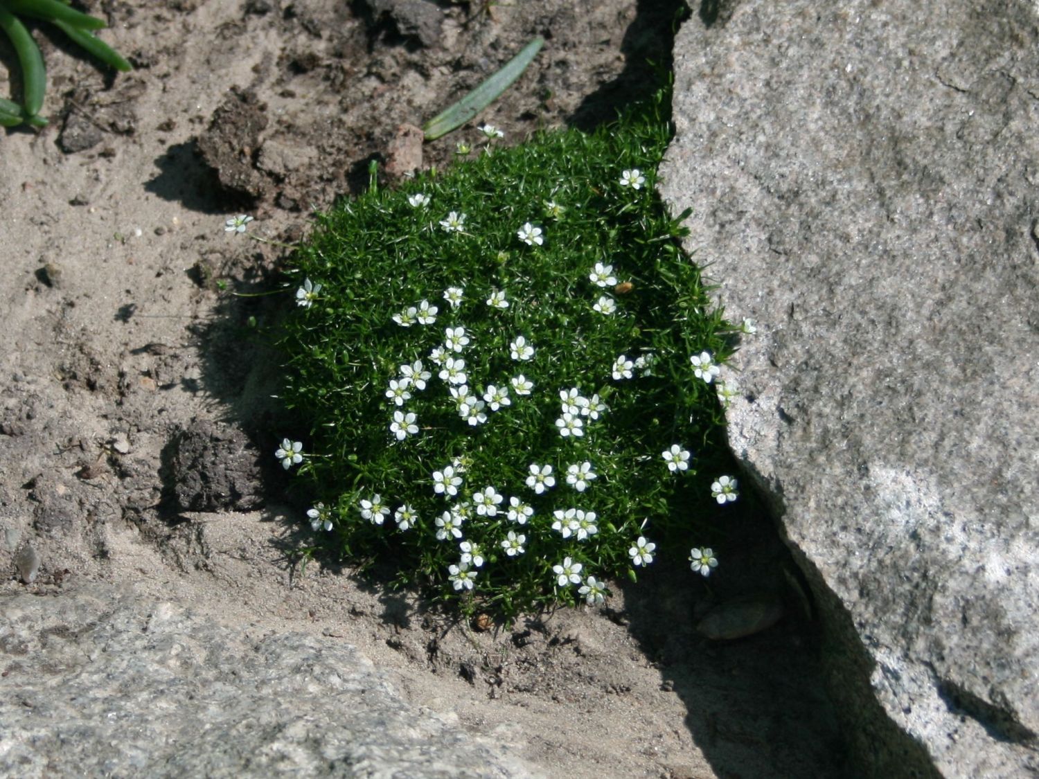 Sternmoos - Sagina subulata