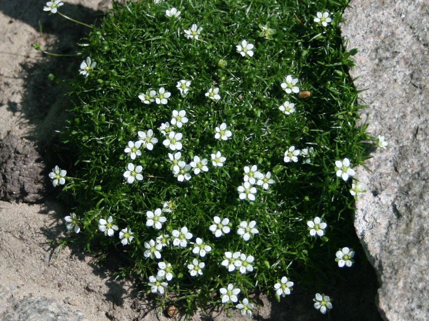 Sternmoos - Sagina subulata