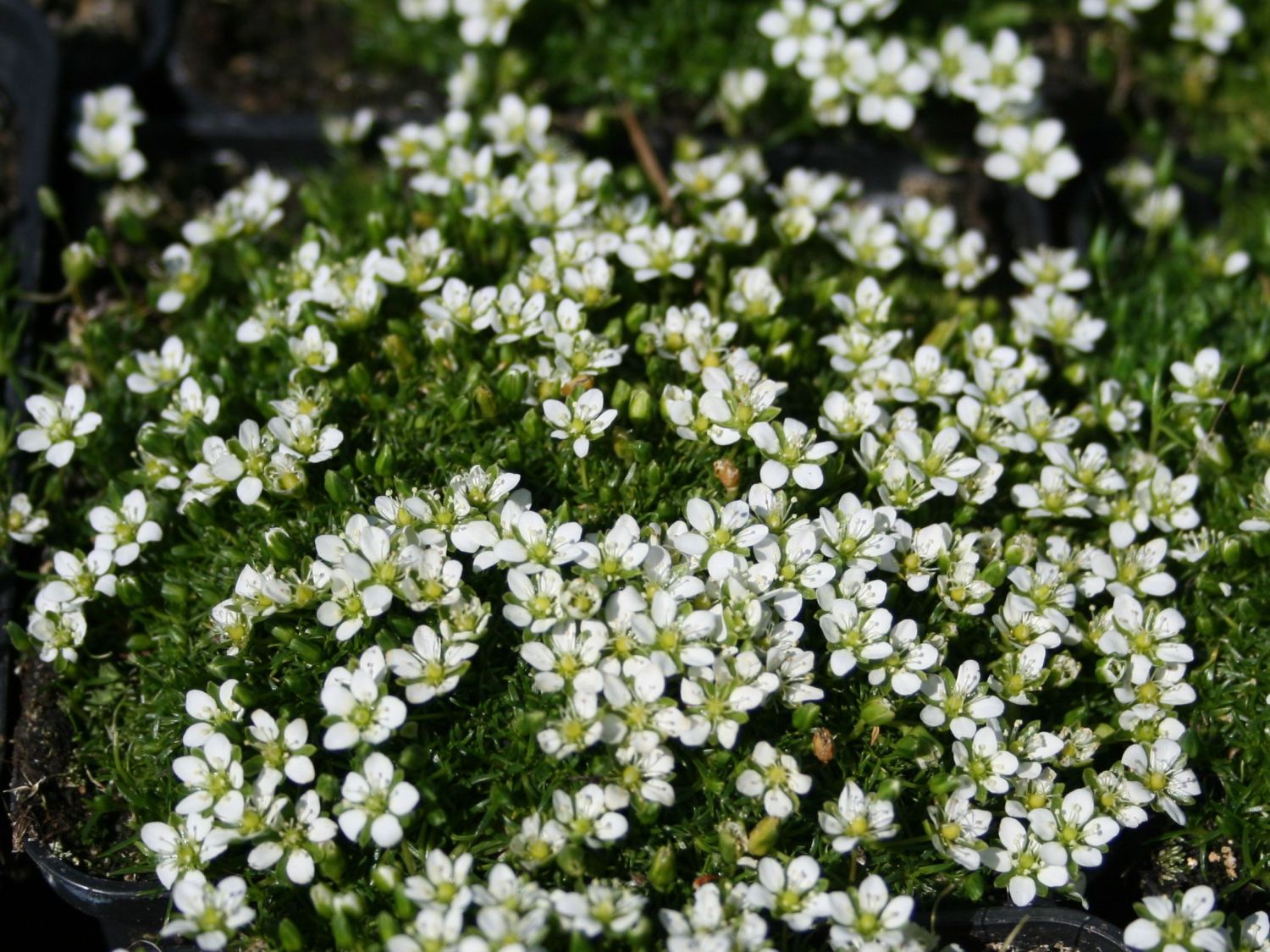 Sternmoos - Sagina subulata