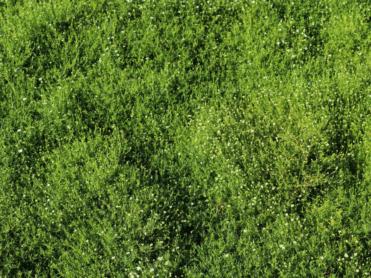 Sternmoos - Sagina subulata