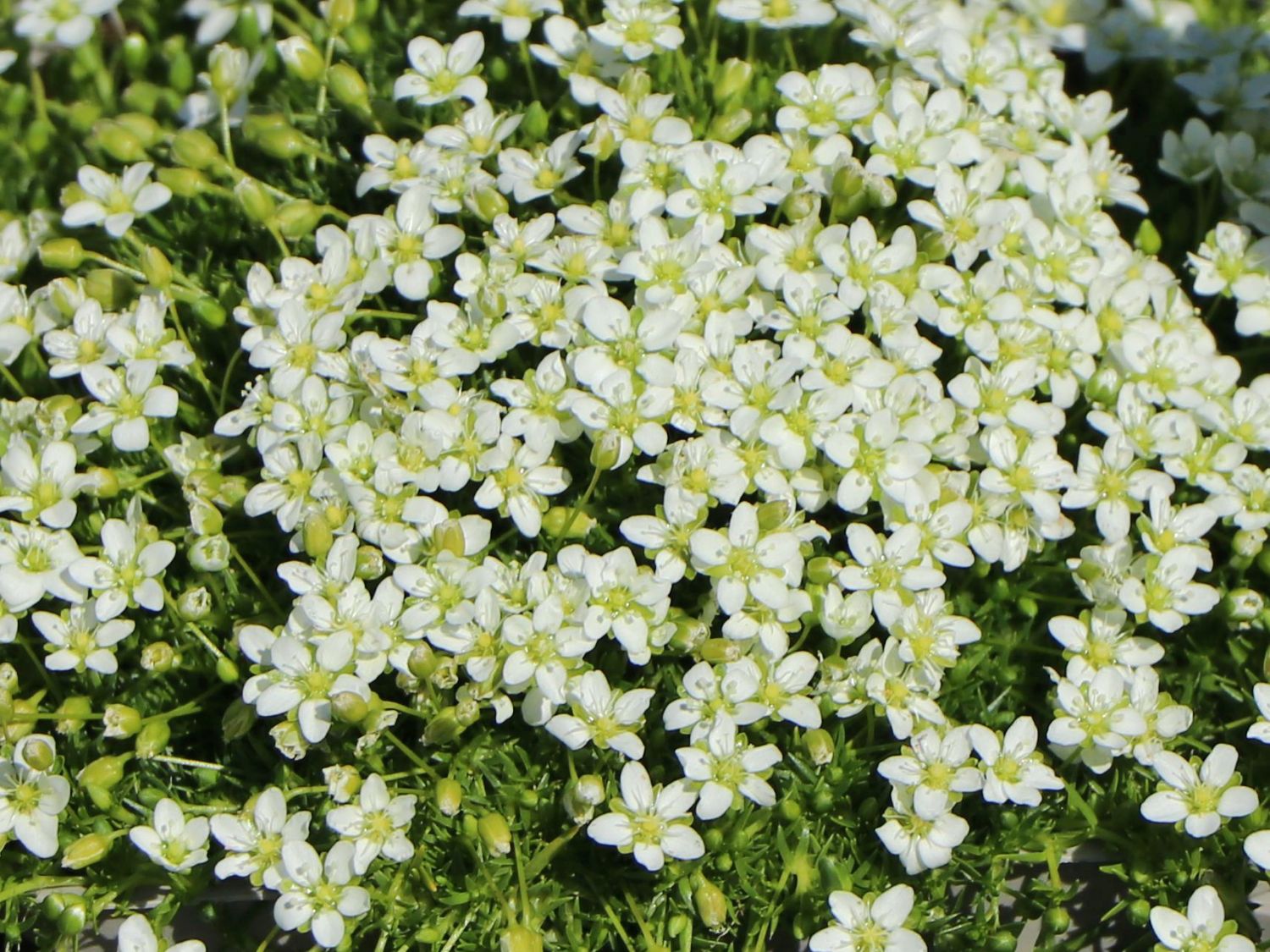 Sternmoos - Sagina subulata