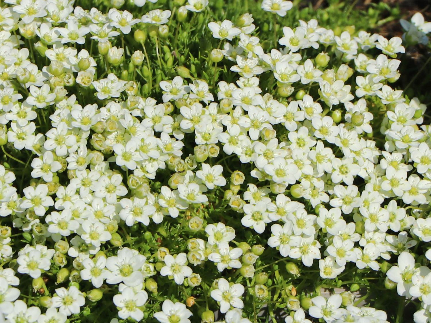 Sternmoos - Sagina subulata