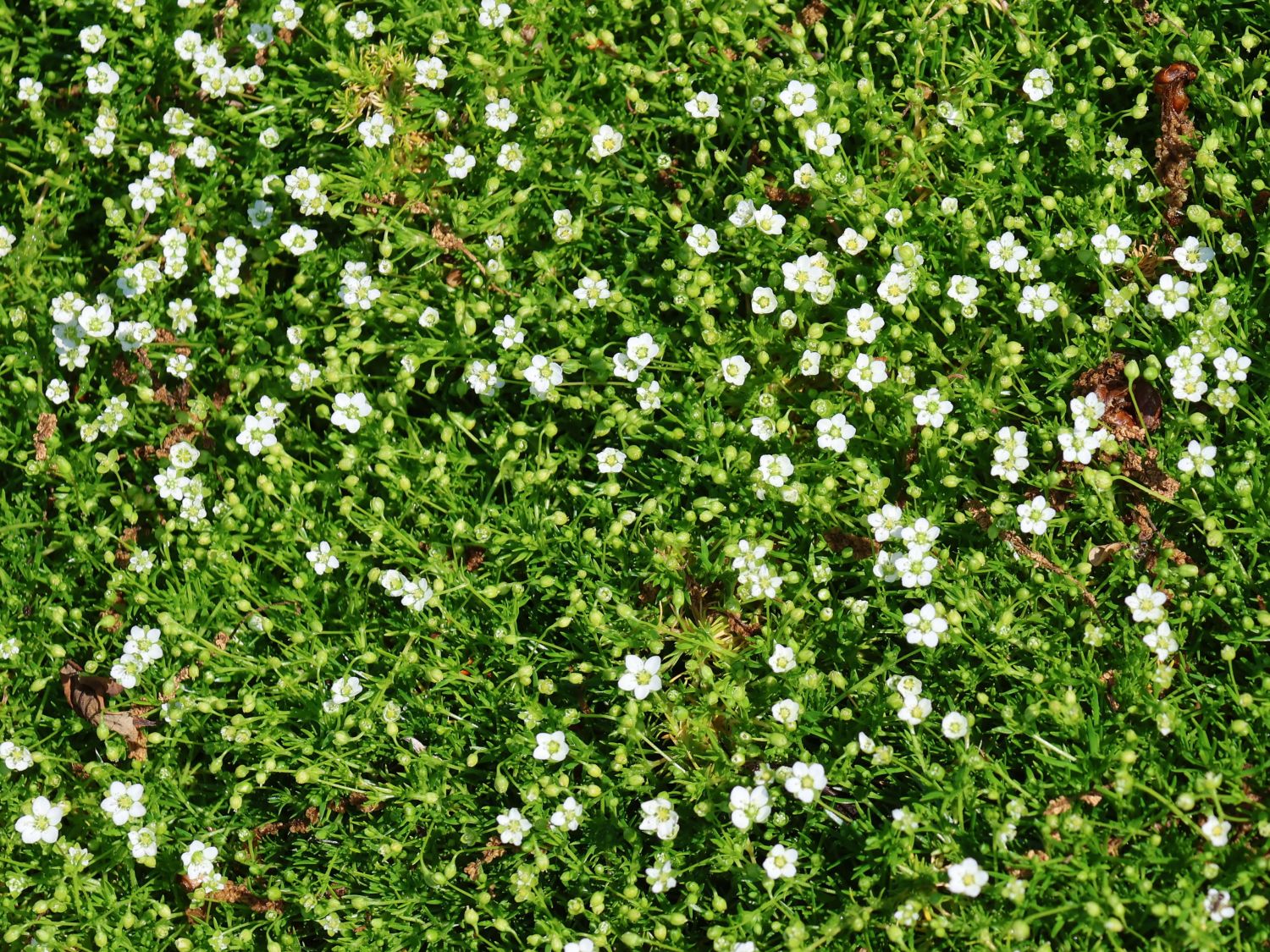 Sternmoos 'Senior' - Sagina subulata 'Senior'