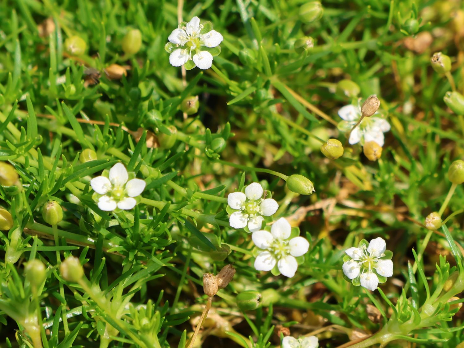 Sternmoos 'Senior' - Sagina subulata 'Senior'