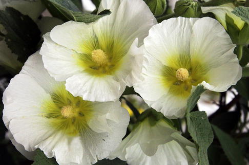 Einfachblühende Stockrose Spotlight-Serie 'Polarstar' - Alcea rosea Spotlight-Serie 'Polarstar'