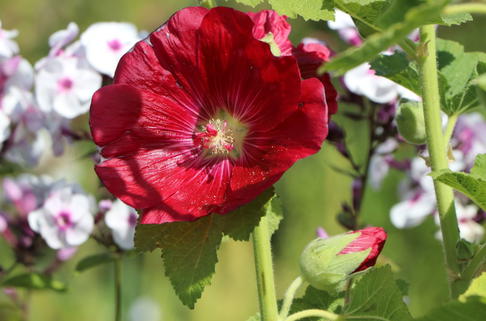 Einfachblühende Stockrose Spotlight-Series 'Mars Magic' - Alcea rosea Spotlight-Serie 'Mars Magic'
