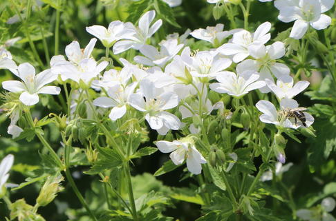 Storchschnabel 'Album' - Geranium sylvaticum 'Album'