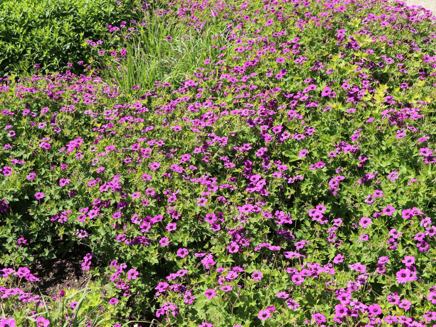 Storchschnabel 'Anne Thomson' - Geranium procurrens 'Anne Thomson'