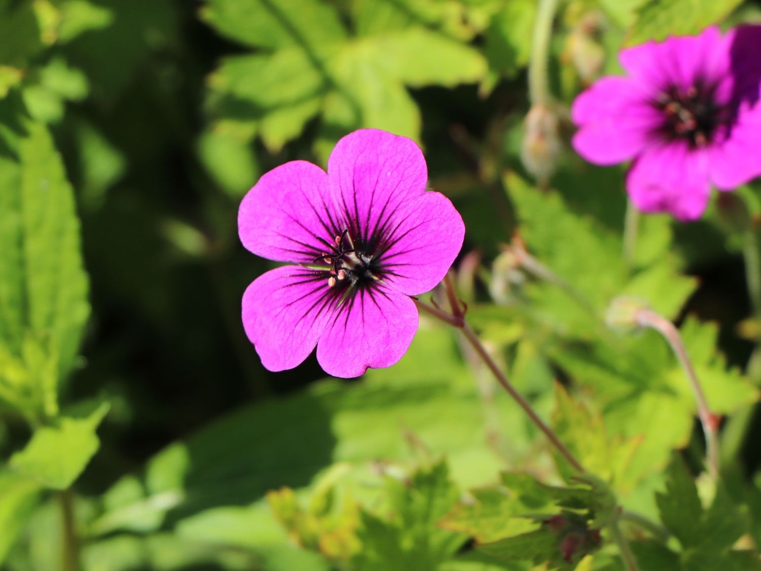Storchschnabel 'Anne Thomson' - Geranium procurrens 'Anne Thomson'
