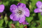 Storchschnabel 'Bloom Time' - Geranium wallichianum 'Bloom Time'