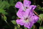 Storchschnabel 'Bloom Time' - Geranium wallichianum 'Bloom Time'